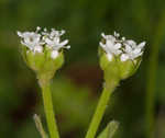 Beaked cornsalad